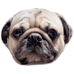 kocha_20260410215433