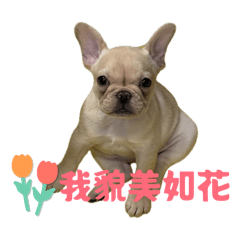 我是福寶小豬豬