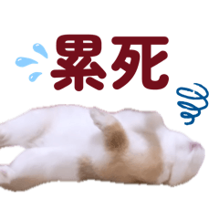 小vodka的貼圖ᐢ ⁰⃚⃙̴ ༝ ⁰⃚⃙̴ ᐢฅ