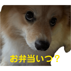 pomecogi_20260410174032