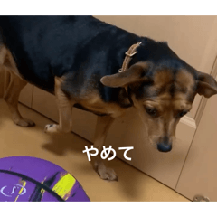 Nakashima_20260410180232