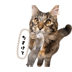 mutsu_20260410185854