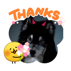 可愛的西伯利亞寶寶