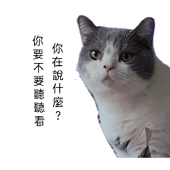 毛毛ㄉ貼圖庫