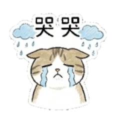 cat always in my life