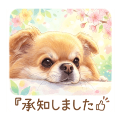 Chihuahua with floppy ears&nbsp; &nbsp;Tama