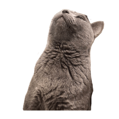 Rarapy_20260411111906