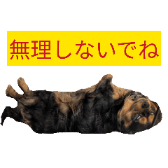 pupupupurin_20260411114015