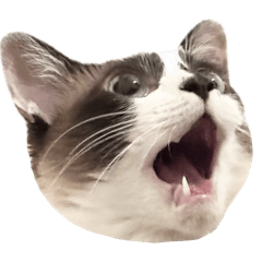 TABICHAN_20260411005933