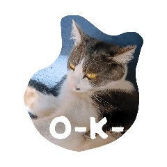 SACHIKO_20260411102241