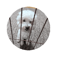 hageyamahageta_20260411123555