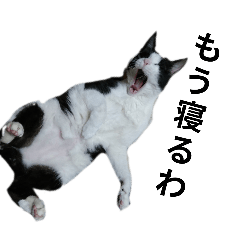 perulin_20260410210547