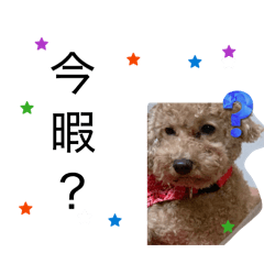 toypoo_20260410211020