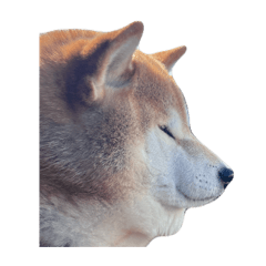 ribbon_20260411060609