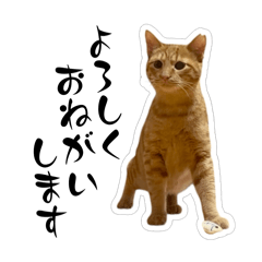 chachamaru_suisan_20260411091551