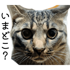 ABACHAN_20260410224454