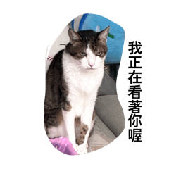 摳比的日常「森」活