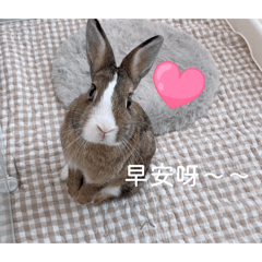 美兔日常