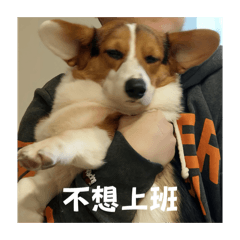 弟弟-今天也不想努力了~