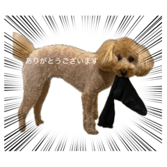 kinakina_20260411121236