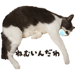 Ancoro_20260411132838