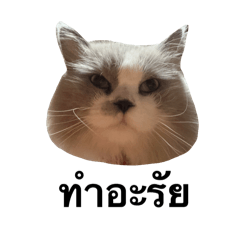 Frangffranng_20260410233609