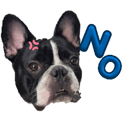 phalo happy_20260410225812