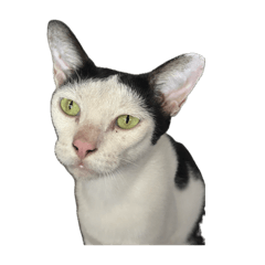 Cat Countryside_20260411010147