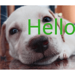 Ray_Suwichak_20260411110328