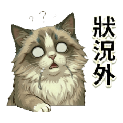 布偶貓的大小事