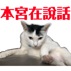 偶宜我家小女鵝