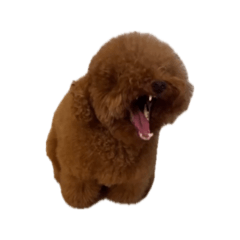 哈皮皮哈波波哈皮波皮