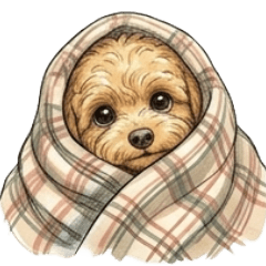 可愛貴賓某拎跟你say good morning