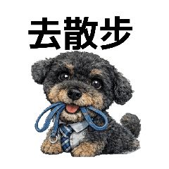 雪貴賓狗狗日常