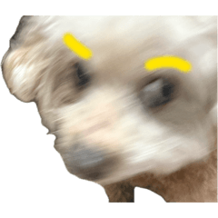 Kobe是女生我是牠姑姑