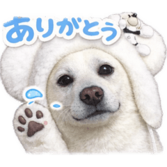 myama_20260411114356