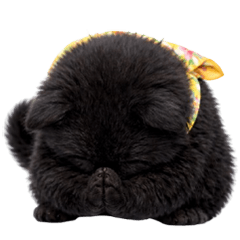 แมวดำผ้าพันคอซัมเมอร์ (No Text)