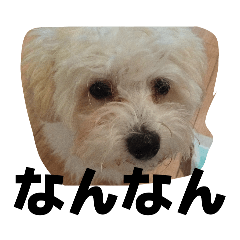 oto westfield stamp 1