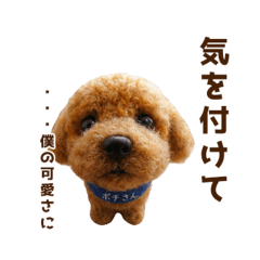 Pochi the Toy Poodle.