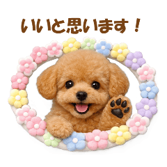 かわいいトイプーの犬スタンプ2