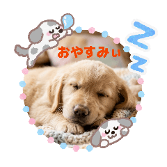 himawari.flower_20260411172824