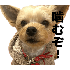 soma aura_20260411160402