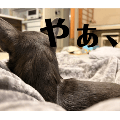 nekoo_20260411174749