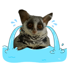Bushbaby NoahAva