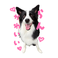 Border collie Ran_202604111