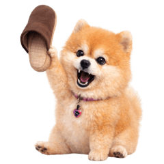 Steve is a troublemaker dog! (No text)