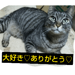 nyapi_20260411170457