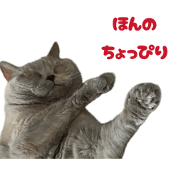 British-Nene_20260411171201