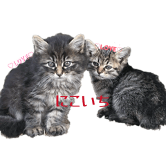 hotaru_20260411190433