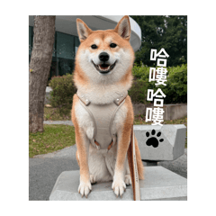 荷小蛋
